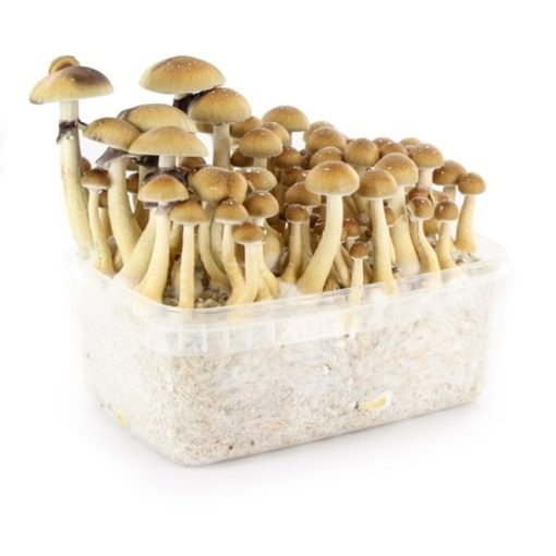 Buy Psilocybe Cubensis